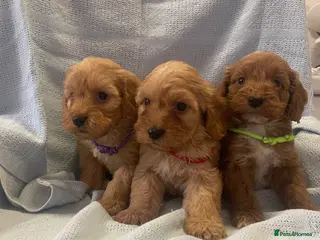 Cockapoo dogs Beautiful F1 cockapoos - Advert 2