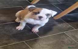 American Bulldog dogs for sale: American bulldog puppy female - Image 6