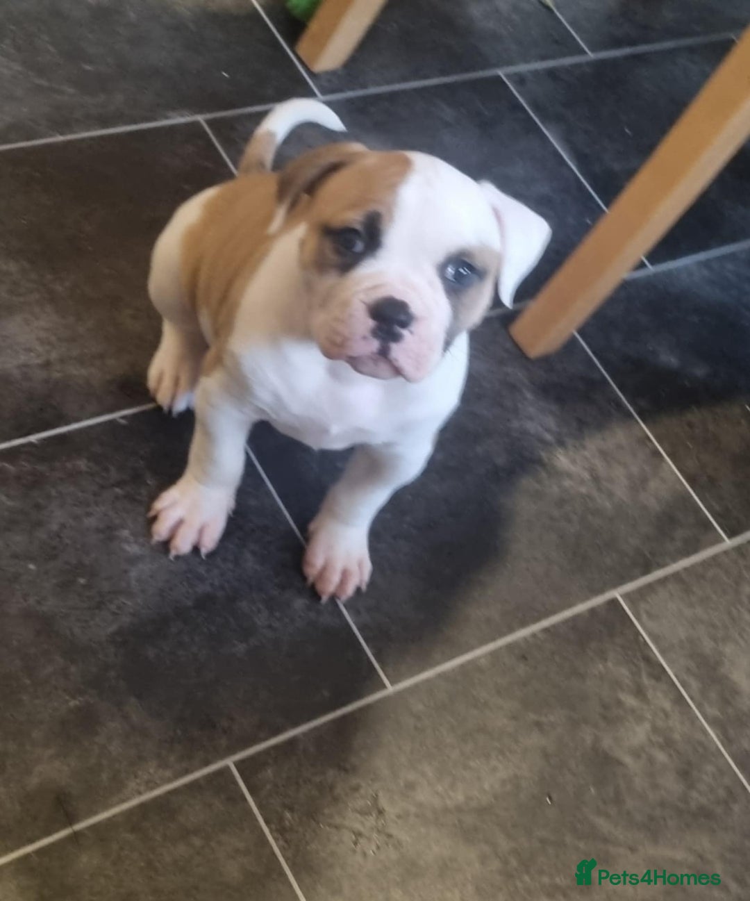 American Bulldog dogs for sale: American bulldog puppy female - Image 6