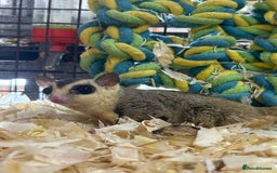 Sugar Glider rodents for sale: Lots of stunning sugar gliders  - Image 5