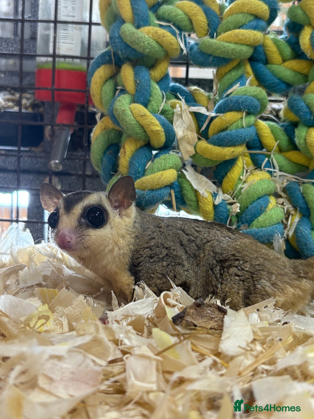 Sugar Glider rodents for sale: Lots of stunning sugar gliders  - Image 5
