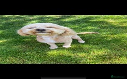 Cavapoo dogs for sale: F1B Cavapoo waiting list  - Image 4