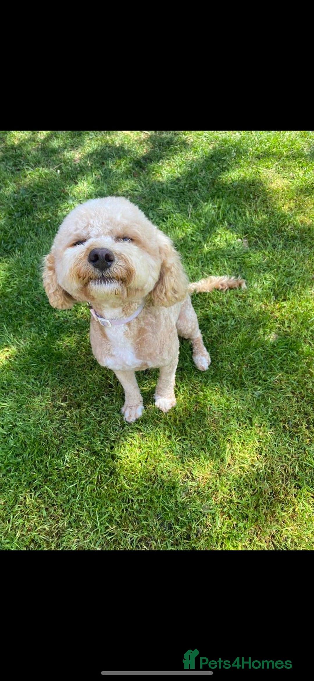 Cavapoo dogs for sale: F1B Cavapoo waiting list  - Image 4