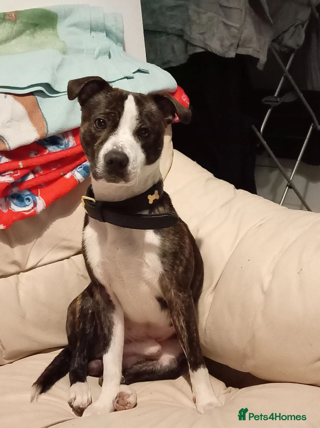 Mixed Breed dogs for sale: 2yr old boy called prince  in Blackpool - Advert 3