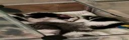 Mixed Breed cats for sale: 6 adorable Kittens for sale - Advert 9