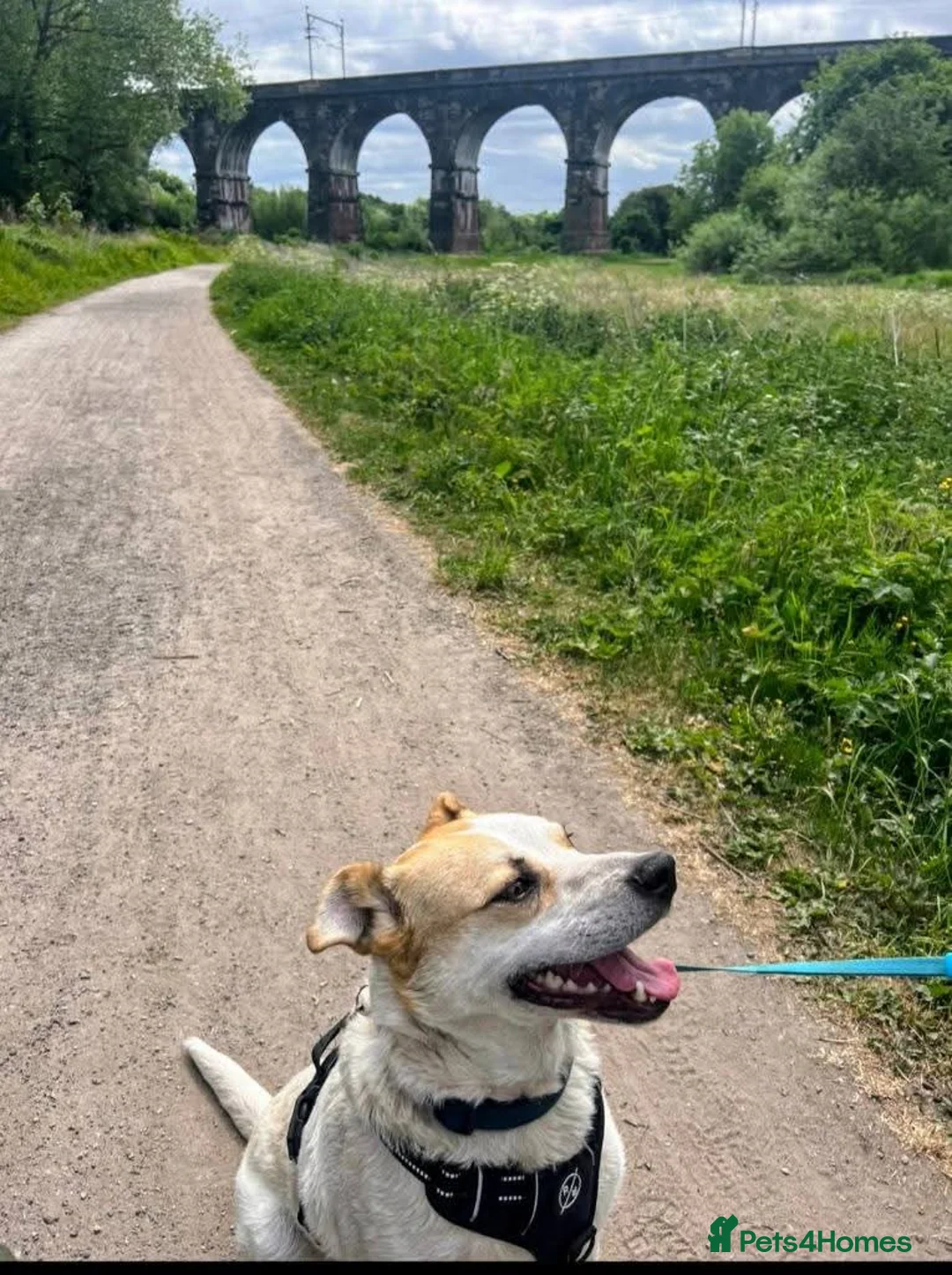 Mixed Breed dogs for adoption: Meet Barry,currently residing in Cheshire  - Advert 6