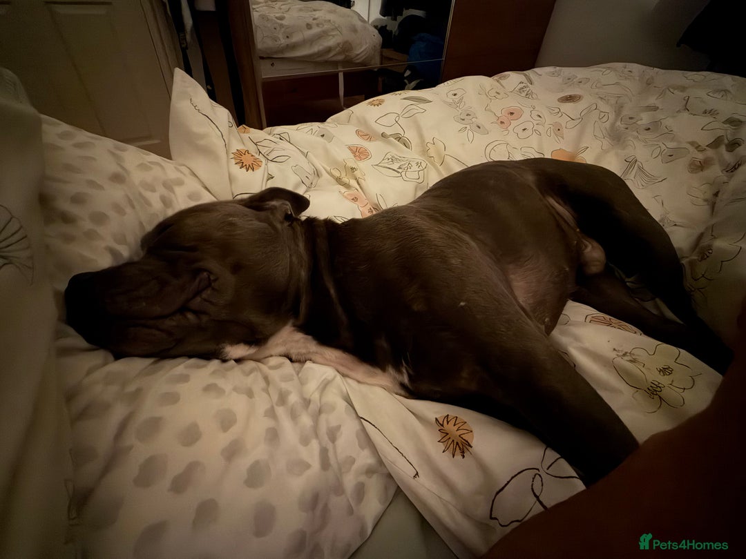 Staffordshire Bull Terrier dogs for stud: Staffy boy for stud - Advert 5