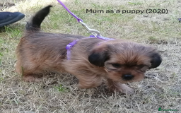 Shorkie dogs for sale: Beautiful Shorkie puppies for sale - Image 8