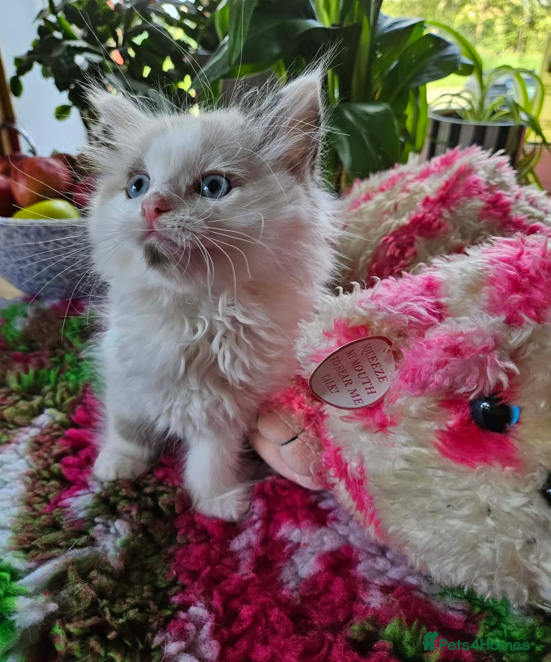 Ragdoll cats for sale: * Gorgeous Bi-coloured Ragdoll Male Kitten * - Advert 12