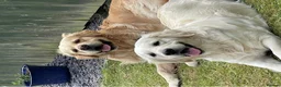 Golden Retriever dogs for sale: Stunning golden retriever puppies  - Advert 12