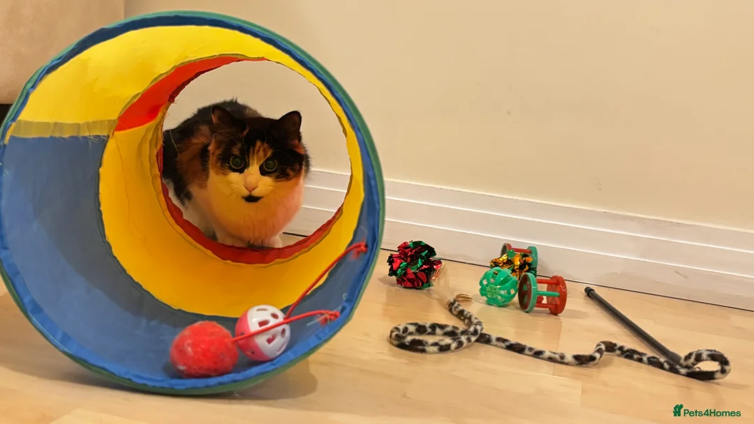 Mixed Breed cats for sale: Beautiful 9-Month Calico Female + Full Starter Kit - Advert 5