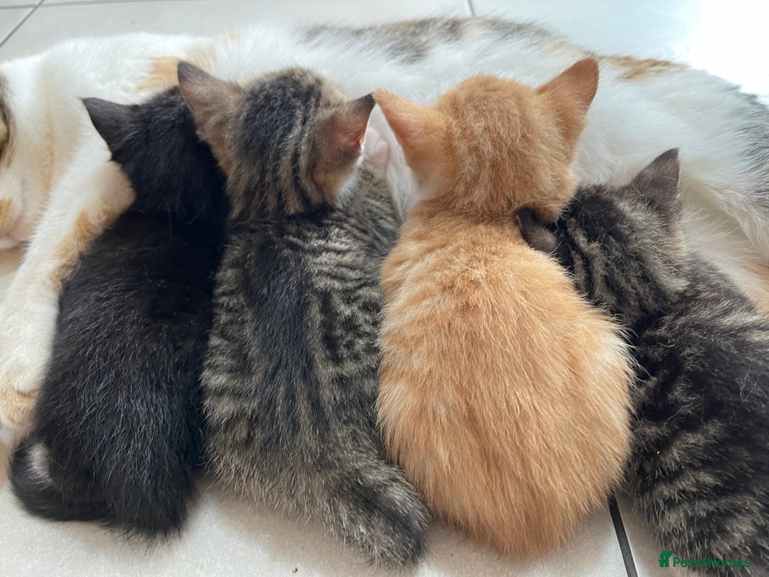 Mixed Breed cats for sale: ADOPT NOW! SWEET BLACK TUXEDO MALE TABBY LEFT - Image 1