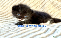 Maine Coon cats for sale: Beautiful, full Maine Coon Kittens. - Image 9
