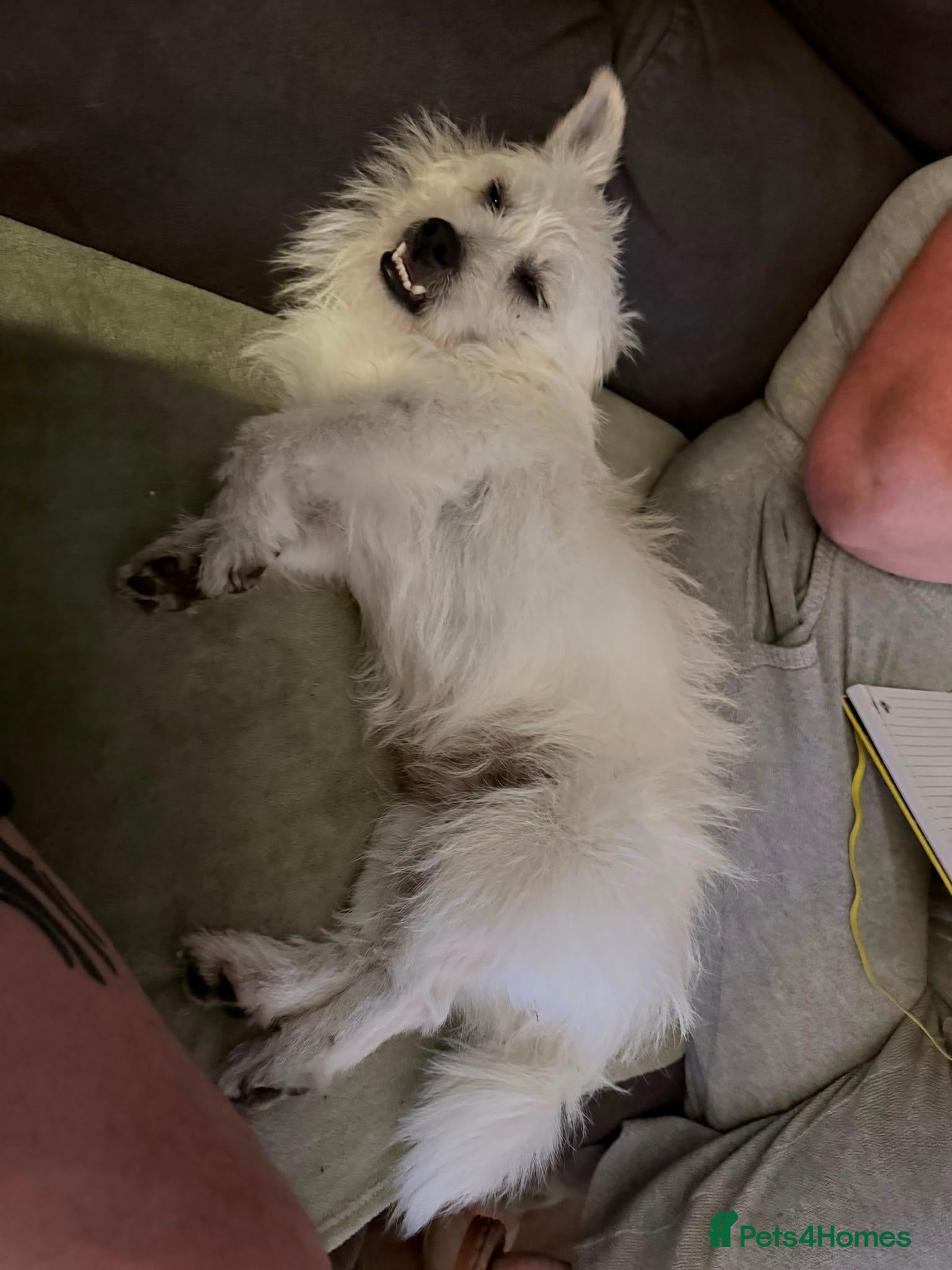 Mixed Breed dogs Norman 🐾 - Advert 1