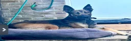 Mixed Breed dogs for sale: Must go together and these are NOT PUPPIES in Enfield - Advert 5