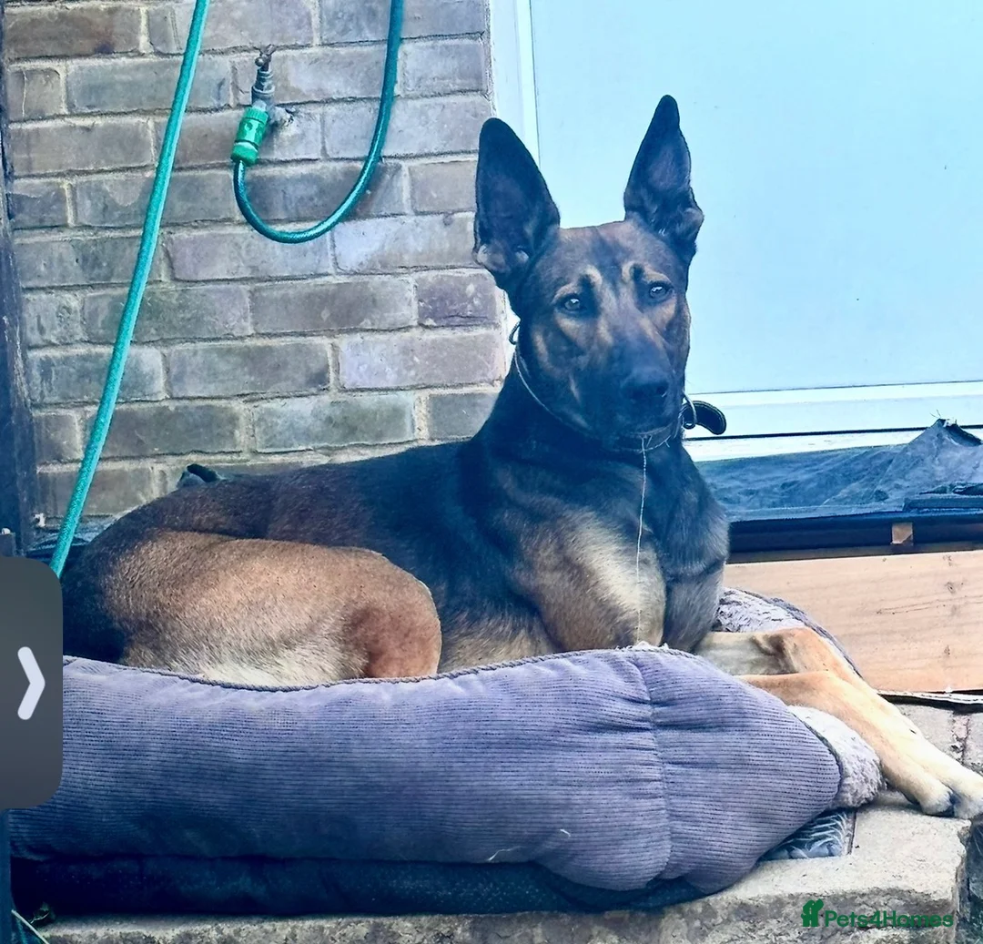 Mixed Breed dogs for sale: Must go together and these are NOT PUPPIES in Enfield - Advert 5