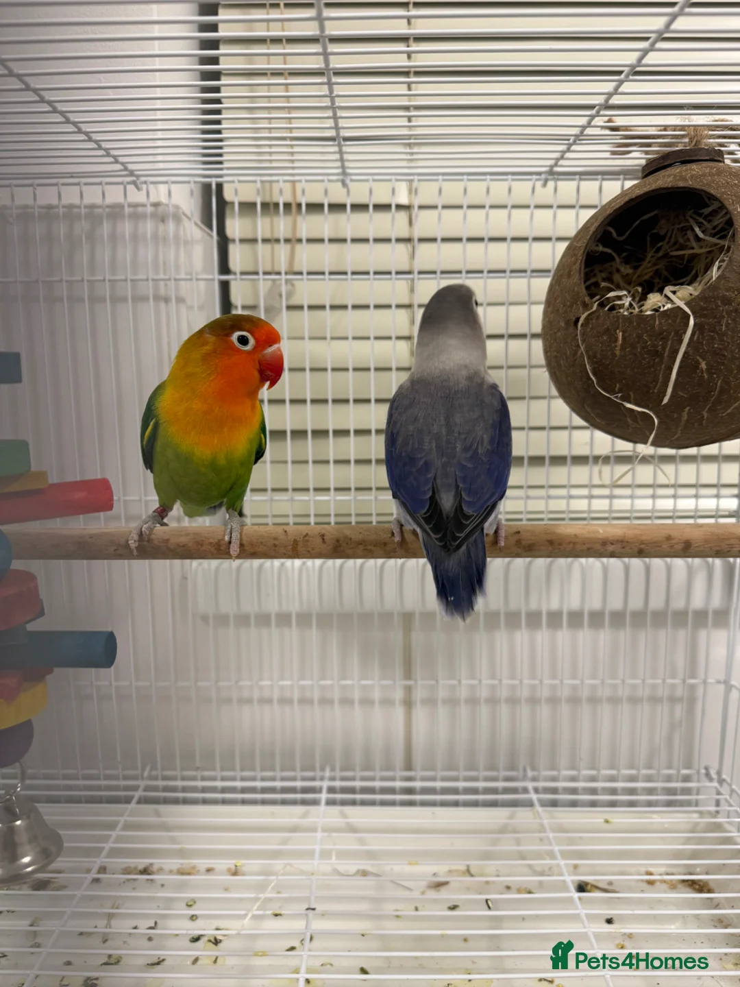 Lovebirds birds for sale: 2 Lovebirds for sale - Advert 2