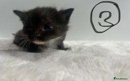 Mixed Breed cats for sale: 6 stunning kitten  - Image 5