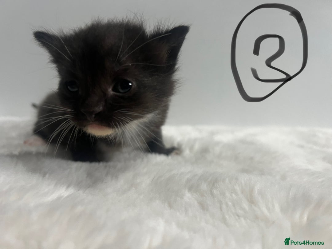 Mixed Breed cats for sale: 6 stunning kitten  - Image 5