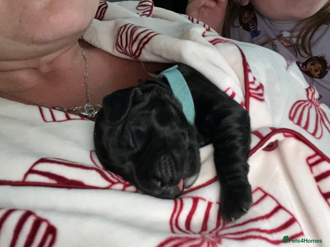 Cocker Spaniel dogs for sale: Cocker spaniels 🐶  - Advert 38