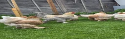 Mixed Breed birds for sale: Buff Cochin  - Advert 11