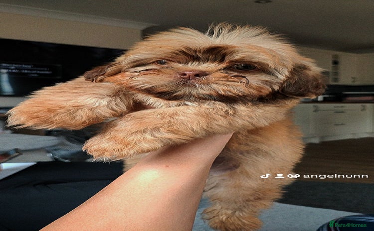 Shih Tzu dogs - Advert 3