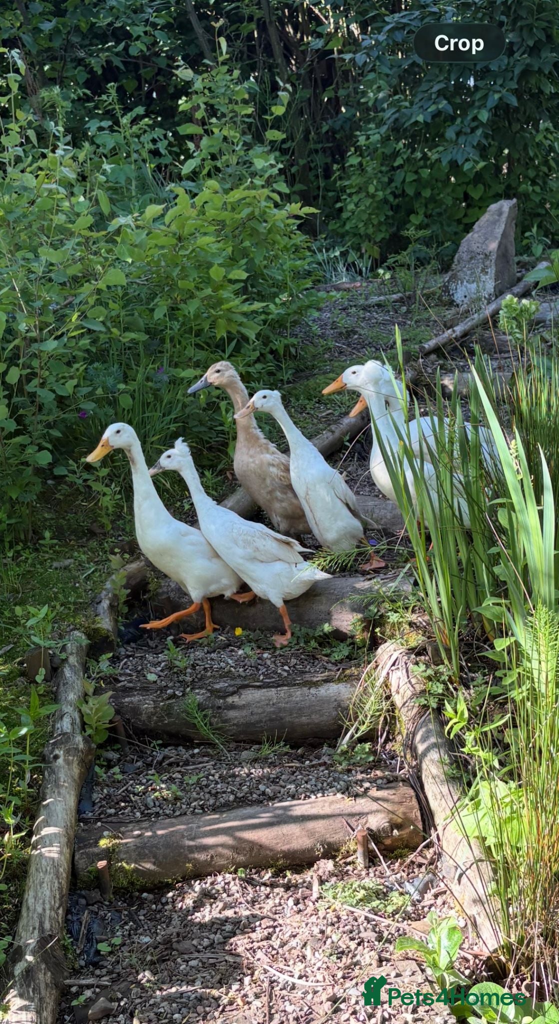 Ducks poultry Beautiful Indian Runner Ducks for sale - Advert 4