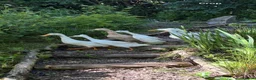 Ducks poultry for sale: Beautiful Indian Runner Ducks for sale in Perth - Advert 1