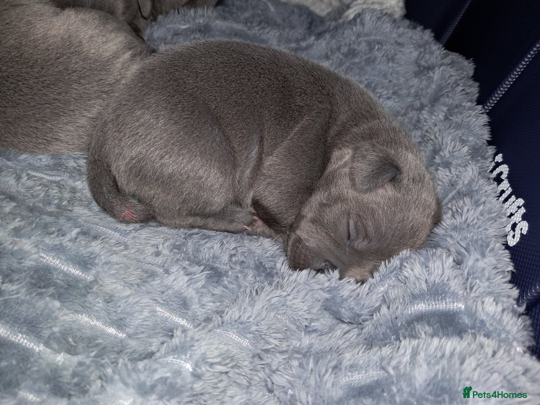 Staffordshire Bull Terrier dogs for sale: Staffordshire Bull Terrier puppies  - Advert 7