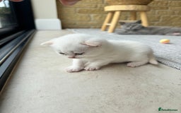 British Shorthair cats for sale: PEDIGREE BRITISH SHORTHAIR KITTENS COLOURPOINT - Image 3
