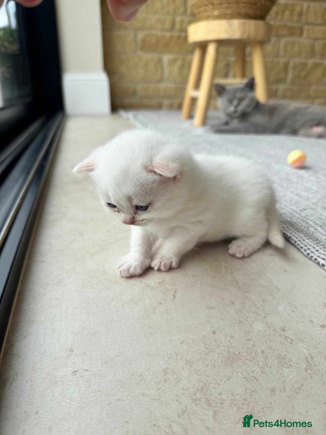 British Shorthair cats for sale: PEDIGREE BRITISH SHORTHAIR KITTENS COLOURPOINT - Image 3
