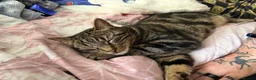 Mixed Breed cats for sale: Tabby male for sale  in Lincoln - Advert 2