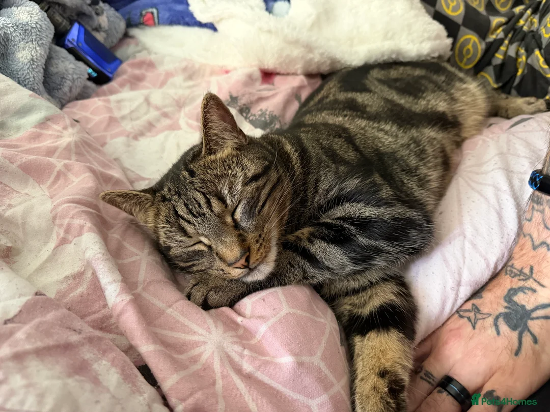 Mixed Breed cats for sale: Tabby male for sale  in Lincoln - Advert 2