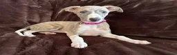 Whippet dogs for sale: Beautiful KC Registered Whippets  - Advert 15