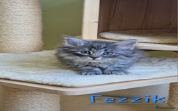 Siberian cats for sale: Siberian kittens GCCF registered, champion lines - Image 8