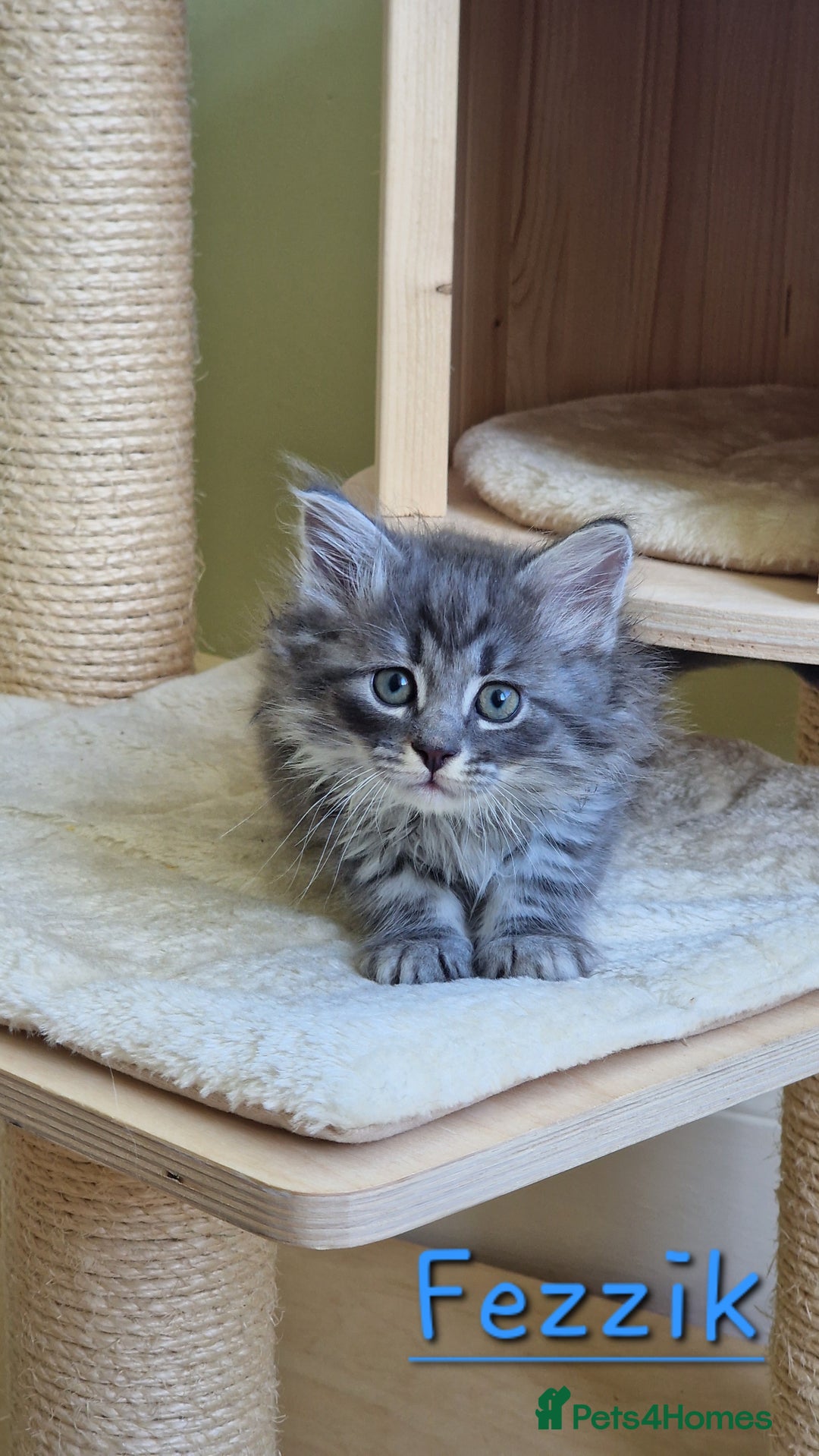 Siberian cats for sale: Siberian kittens GCCF registered, champion lines - Image 8