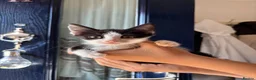 Mixed Breed cats for sale: Three kittens needing homes ASAP in Portsmouth - Advert 3