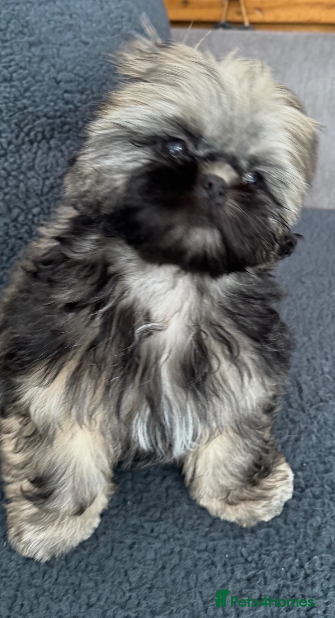 Shih Tzu dogs for sale: Kc registered Shih Tzu puppies - Advert 2