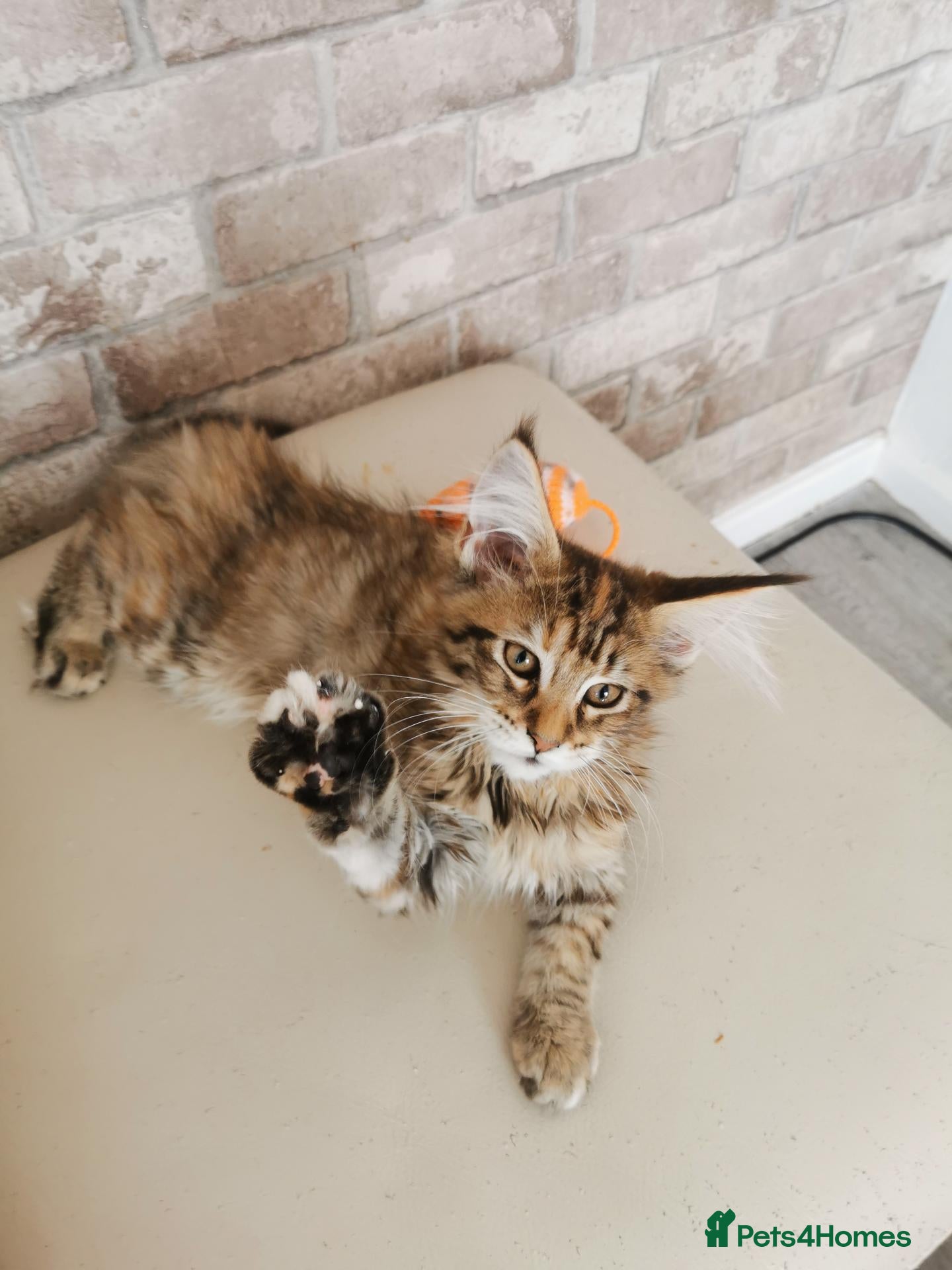 Maine Coon cats Pedigree Maine Coon kittens available for sale  - Advert 2