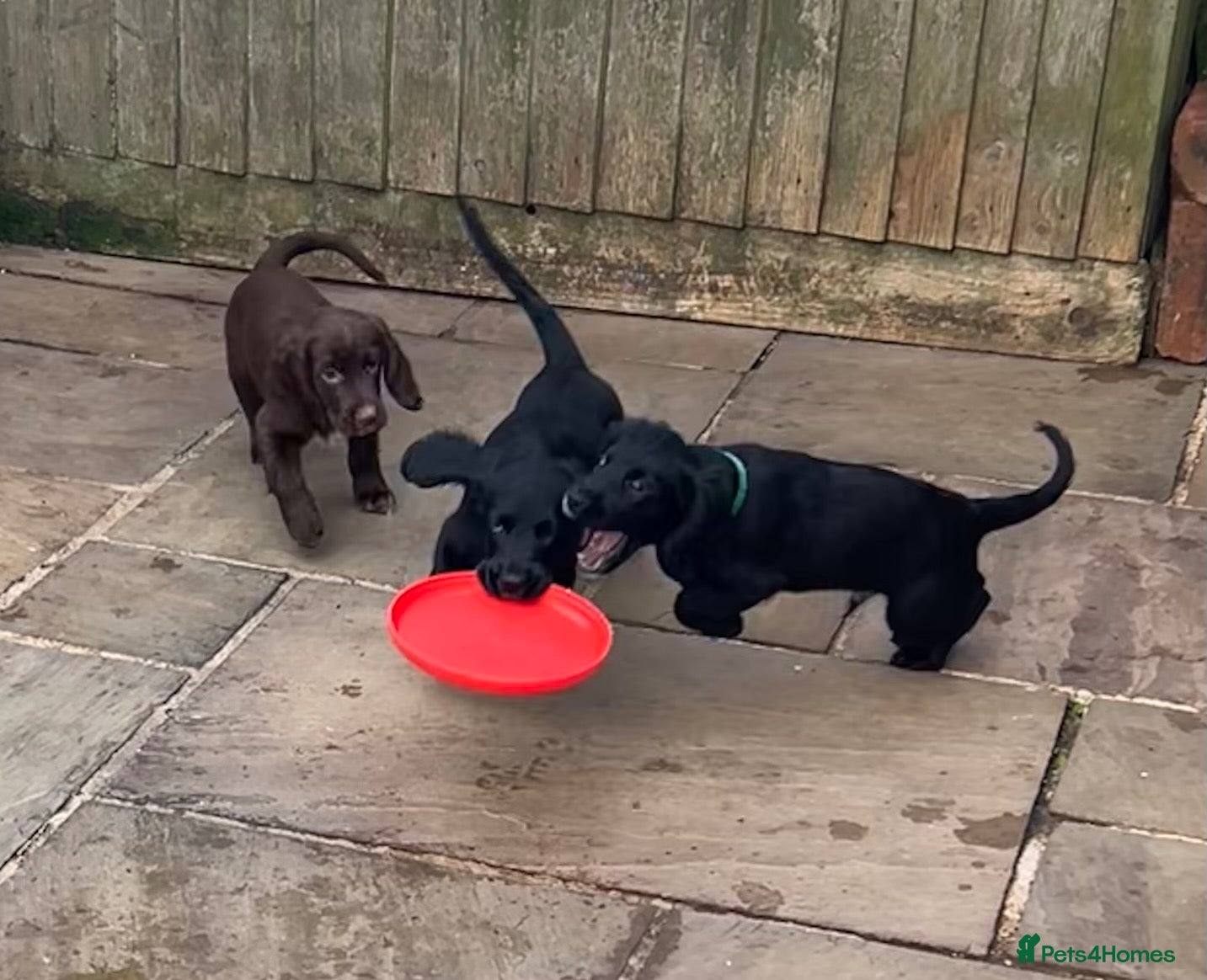 Sprocker dogs Gorgeous sprockers only 3 boys left  - Advert 2