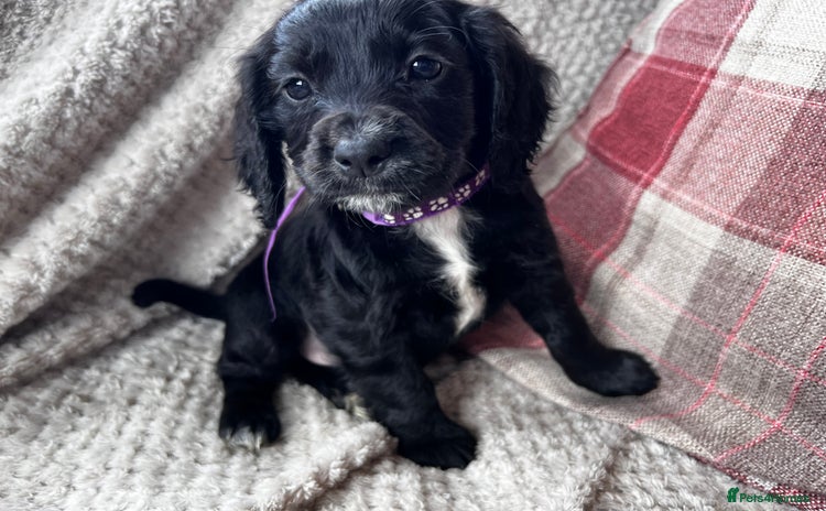 Cocker Spaniel dogs in Ty Croes - Advert 6