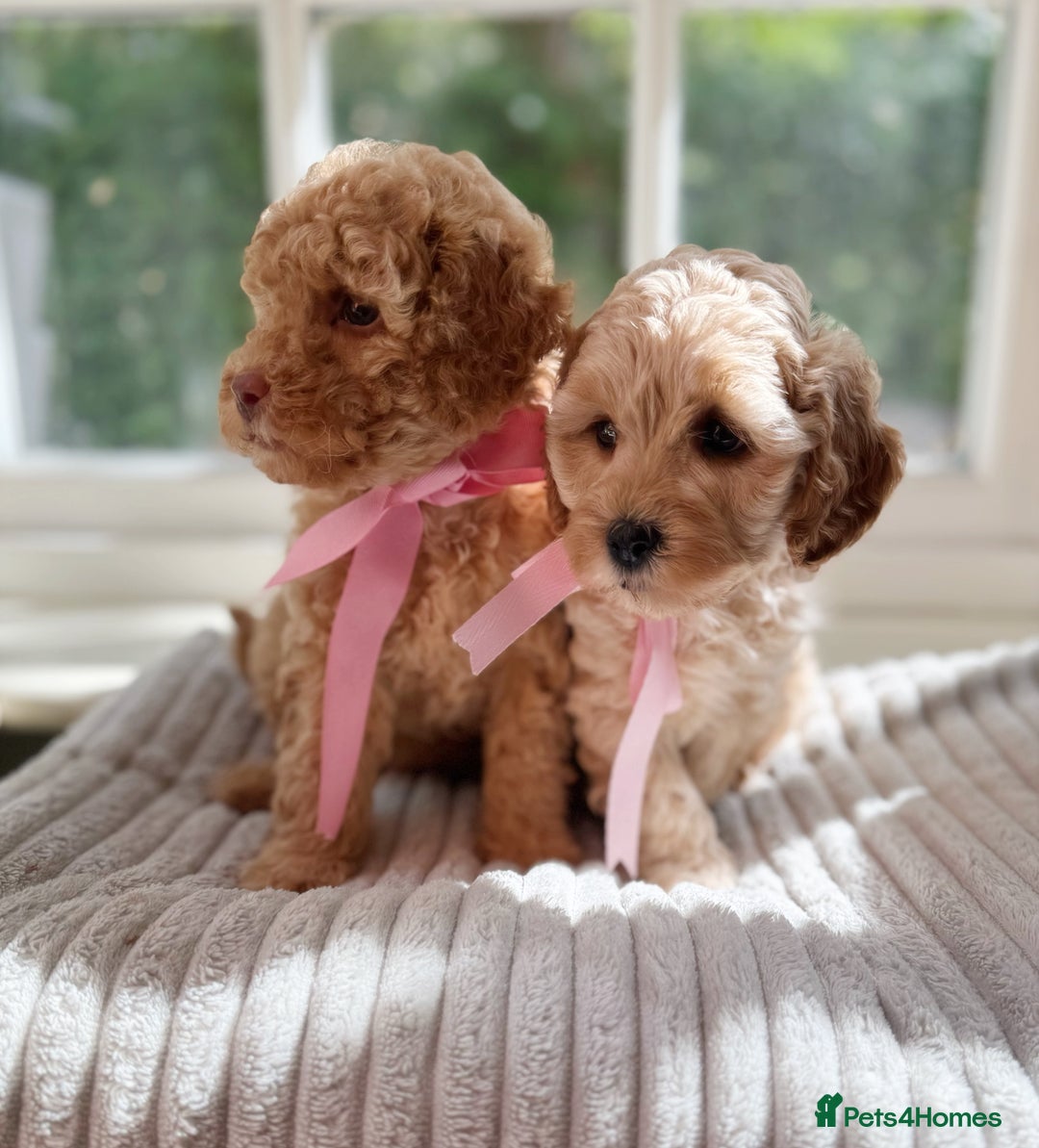 Cavapoo dogs for sale: F1b health tested cavapoo - Image 16