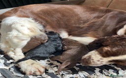 Sproodle dogs for sale: The apple of my eye - Image 2