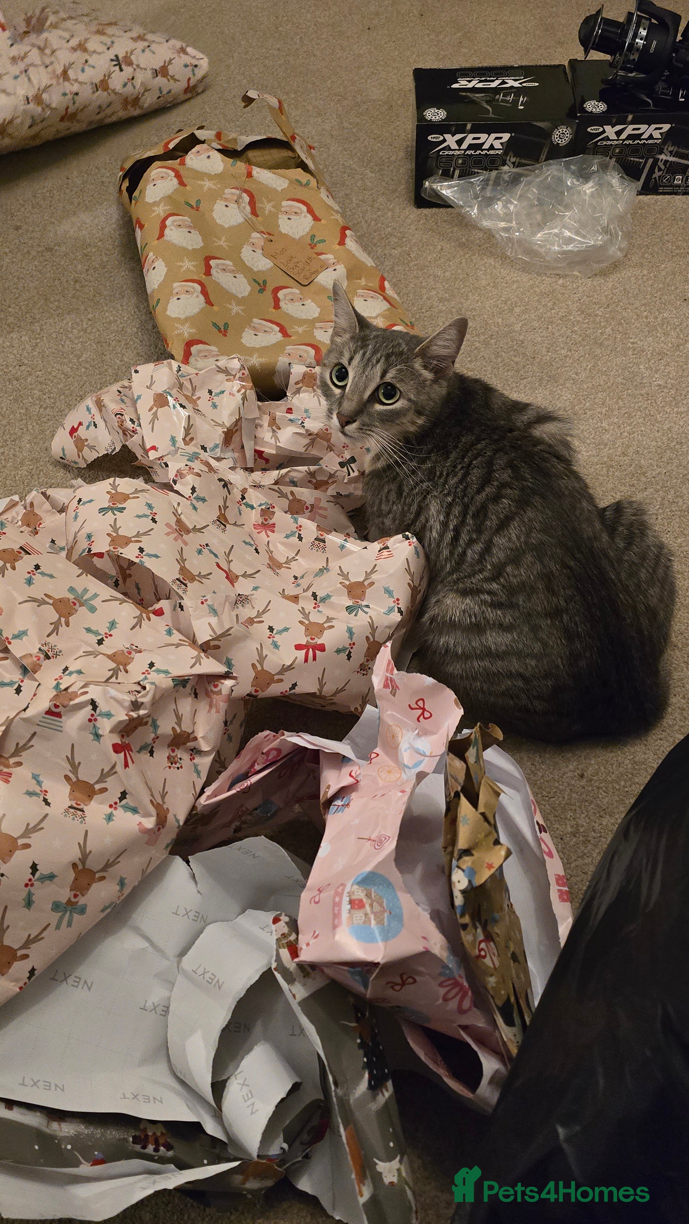 Mixed Breed cats 🐾 Beautiful Kittens Available 🐾 - Advert 1