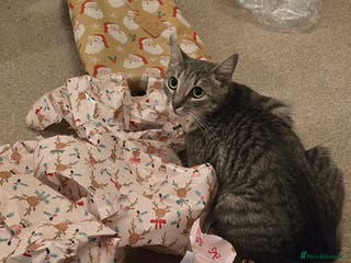 Mixed Breed cats 🐾 Beautiful Kittens Available 🐾 - Advert 18