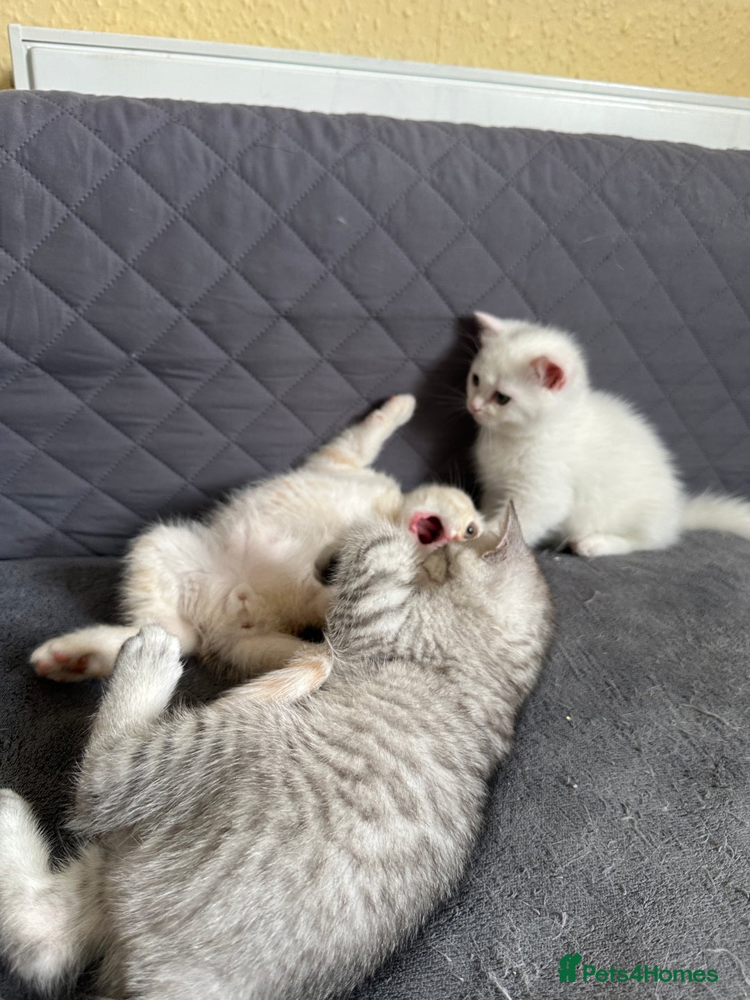 British Shorthair cats for sale: Stunning British Shorthair  - Image 6
