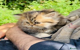 Persian cats for sale: Pure Persian golden kitten ( Persian ) in Isleworth - Image 4