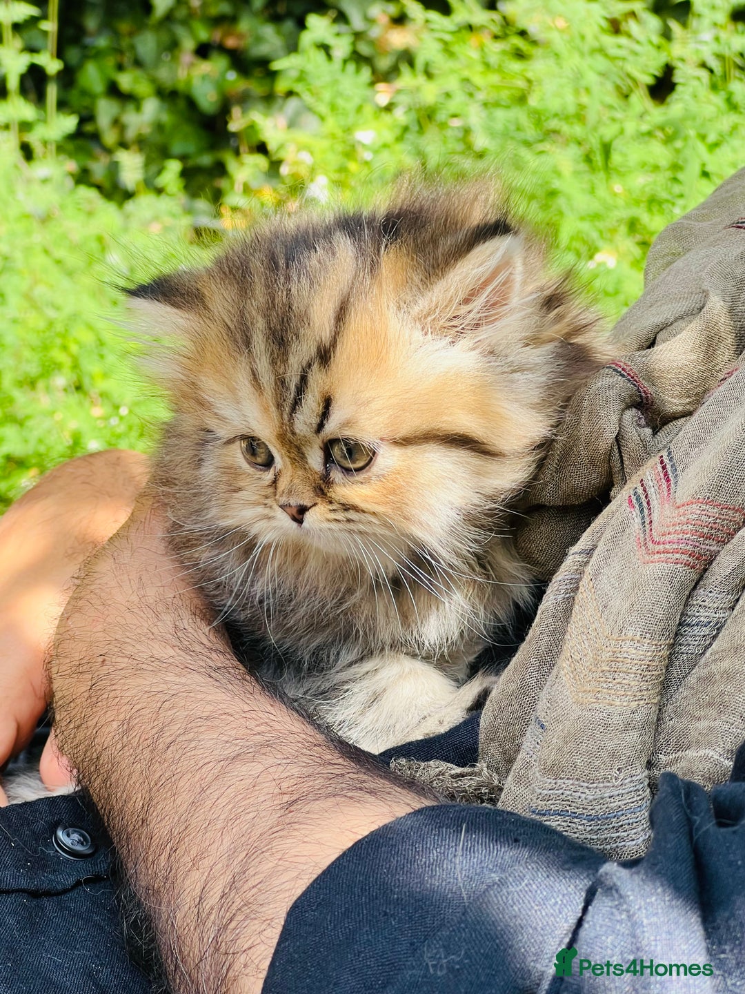 Persian cats for sale: Pure Persian golden kitten ( Persian ) in Isleworth - Image 4