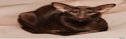 Oriental cats for sale: Havana Silky Coat Beauty  - Advert 3