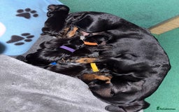 Miniature Dachshund dogs for sale: 5 miniature black & tan smooth haired dachshunds  - Image 1